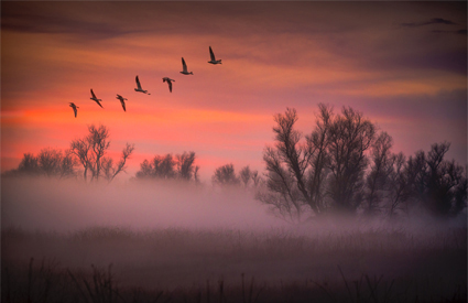 Sunrise Flight by Darrel Preibe